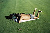 sieste verte