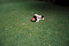 sieste verte