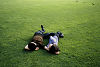 sieste verte