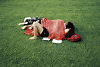 sieste verte